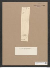 Pleurosigma sp. (de-Toni-Nr.: Genus 13) Zeichnungen Sammlung Grunow Nr. 2144 (NHMW-BOT-W0369188)